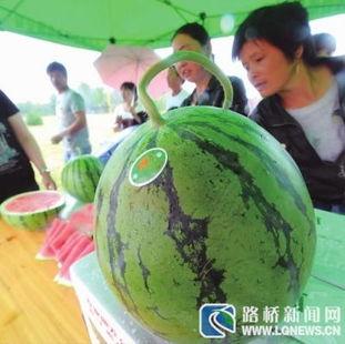 啰可以吃矮瓜吗,揭秘矮瓜的食用奥秘