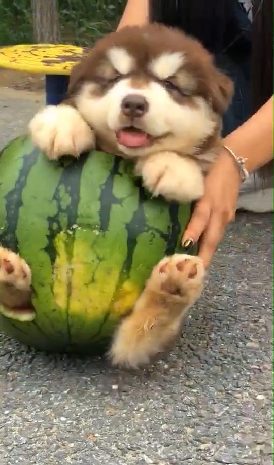 李狗嗨吃瓜,揭秘娱乐圈背后的真实故事