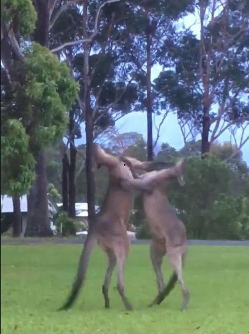 袋鼠吃瓜,瓜果飘香的欢乐时光