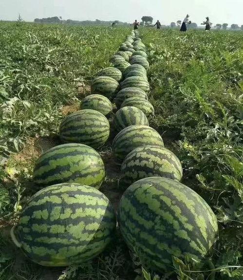 风吹暖气下吃瓜