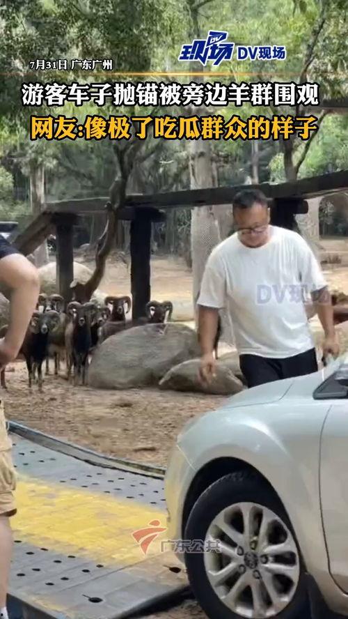 住客吃瓜群众,揭秘社区里的八卦风云