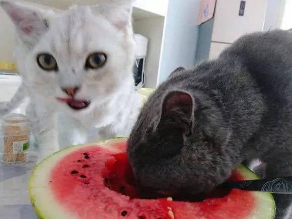 吃葫芦瓜的猫,葫芦瓜的奇妙滋味探索