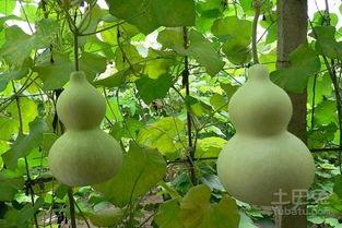 小狗可以吃葫芦瓜,小狗的新鲜美食探索